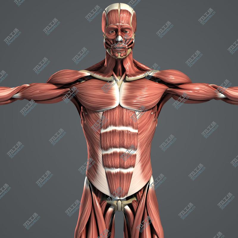images/goods_img/20210319/Muscular & Skeletal System Anatomy Pack (Textured)/2.jpg